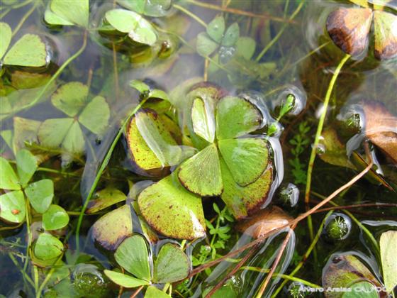 Marsilea hirsuta R.Br.